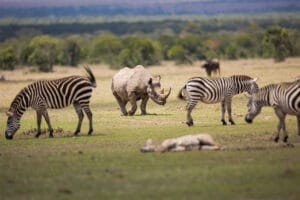 Porini Equator Safari