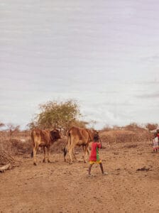 Children herding cattle in rural African landscape