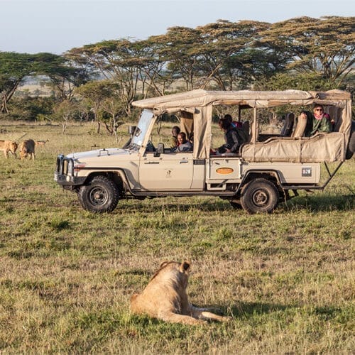 Safari jeep with tourists watching lions in the African savannah during a wildlife game drive