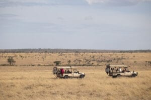 Safari vehicles with tourists exploring African savannah landscape
