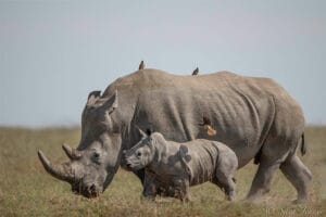 Mother rhino with calf walking in African savannah with oxpecker birds