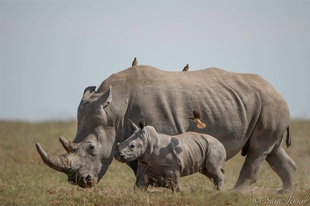 Mother rhino with calf walking in African savannah with oxpecker birds
