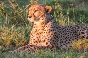 Cheetah lying in tall dry grass during African safari, predator in natural habitat