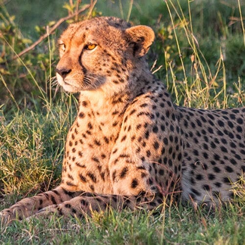 Cheetah lying in tall dry grass during African safari, predator in natural habitat