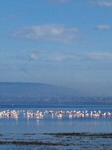 Flock of flamingos feeding in Lake Naivasha, Kenya with mountain backdrop