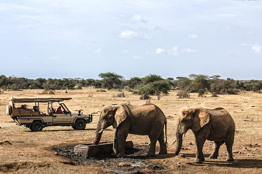 Safari vehicle watching elephants drinking water in African savannah