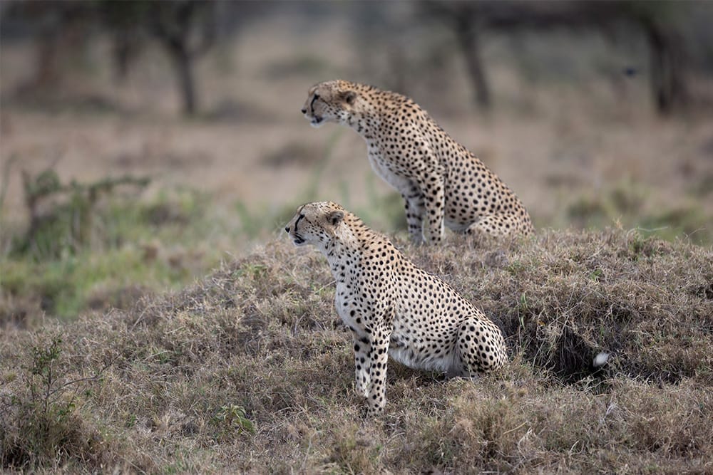 Two cheetahs sitting on grassy mound in African savannah