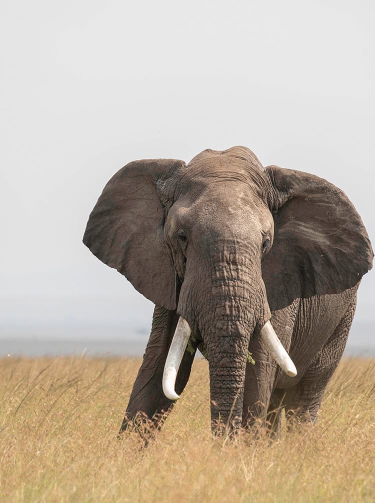 African elephant with tusks walking through tall grass
