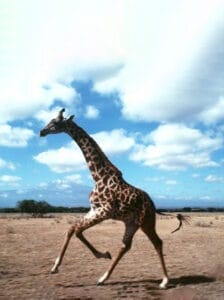 Giraffe running across the African savannah with Mount Kilimanjaro in the background under a blue sky with clouds