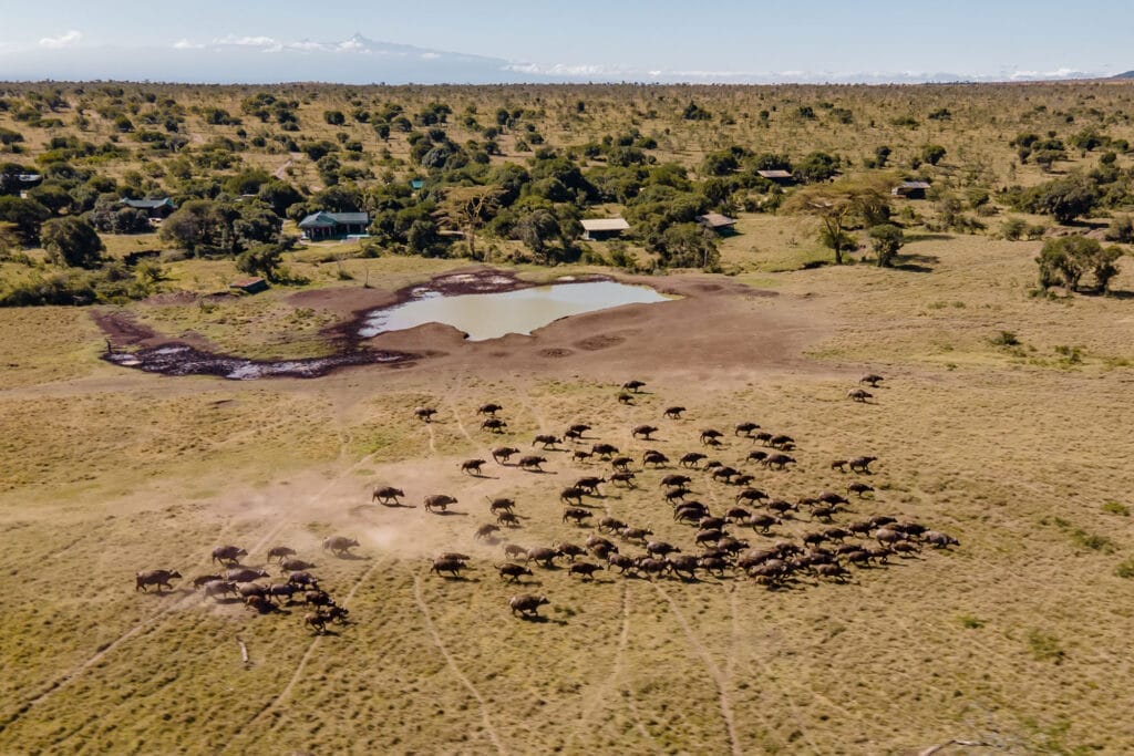 Laikipia & Mara Safari