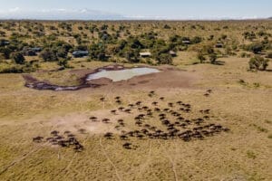 Aerial view of African buffalo herd running near waterhole in savannah landscape