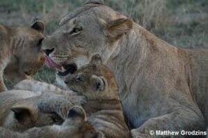 Lioness caring for her cubs in the African savannah