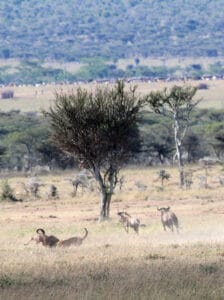Cheetah attack on wildebeest during great migration on African plains