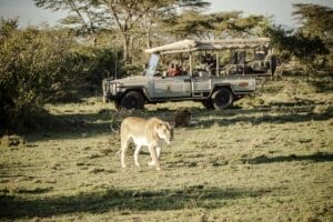 Lions spotted on safari game drive in Kenya with tourists watching from safari vehicle