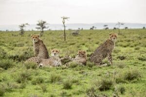 Group of cheetahs resting on grassy plains during safari in Kenya