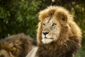 Majestic male lion with golden mane in African wilderness