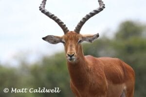 Male impala with long spiral horns standing in African savanna