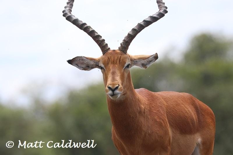 Matt-Caldwell-PRC-Hide