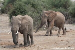 Two African elephants walking in the savannah in Kenya