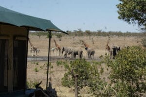 Elephants and giraffes at waterhole viewed from safari tent in Masai Mara Kenya