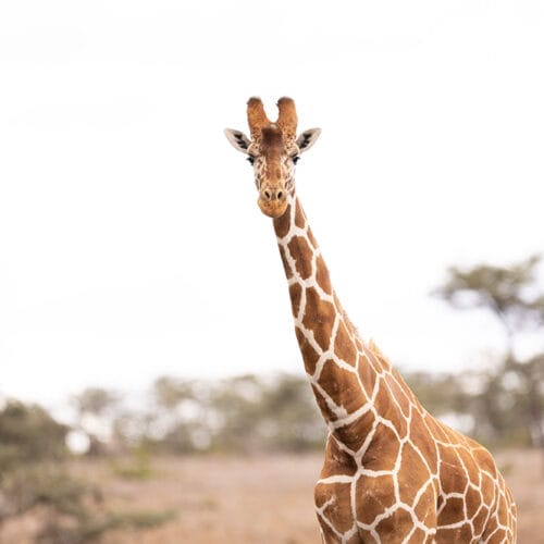 Giraffe at Rhino Camp
