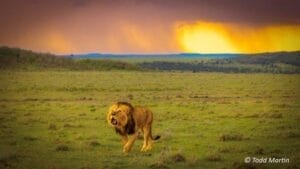 lion
