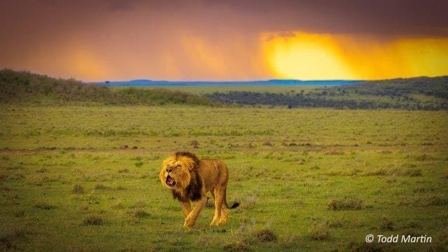 Todd-Martin-14-PLC | Gamewatchers Safaris lion