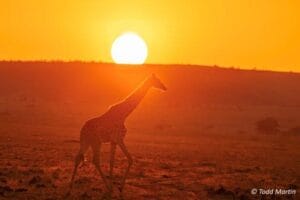 girraffe in front of the sunset