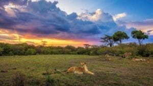 lion