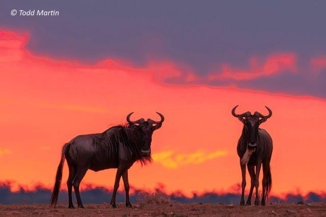 Todd-Martin-18-MMNR | Gamewatchers Safaris Blue wildebeest