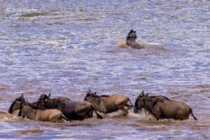 Blue wildebeest