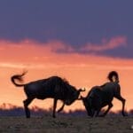 Blue wildebeest