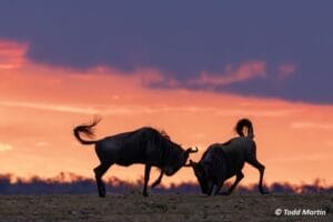 Blue wildebeest