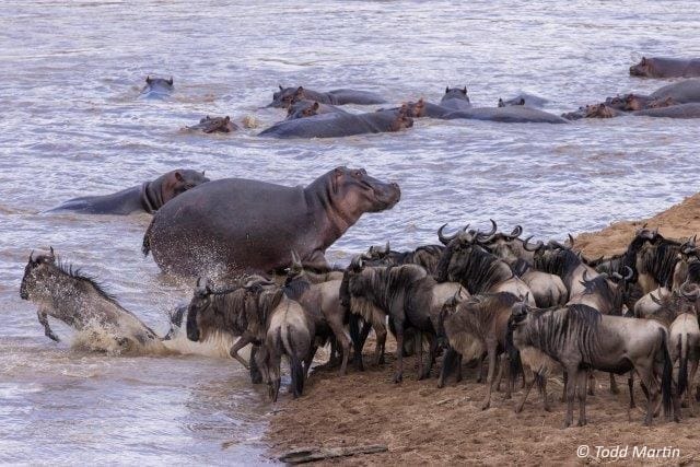 Todd-Martin-22-MMNR | Gamewatchers Safaris Hippos and wildebeest
