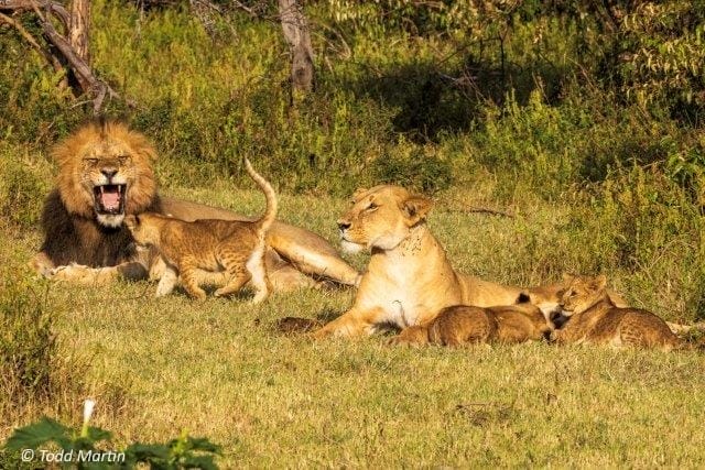 Todd-Martin-23-PLC | Gamewatchers Safaris Lion, Lioness and cubs