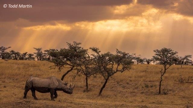 Todd-Martin-24-PRC | Gamewatchers Safaris Rhino