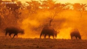 Wildebeest taken by Todd-Martin