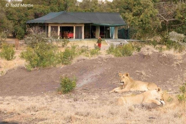Todd-Martin-26-PRC | Gamewatchers Safaris Lion outside of lodge
