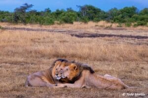 lion