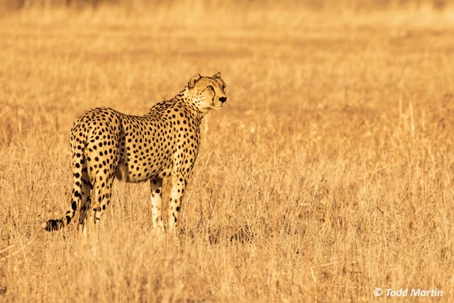 Todd-Martin-7 | Gamewatchers Safaris cheetah