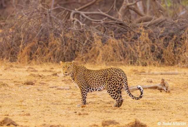 Todd-Martin-8 | Gamewatchers Safaris cheetah