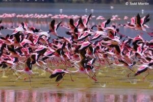 flamingos taking flight