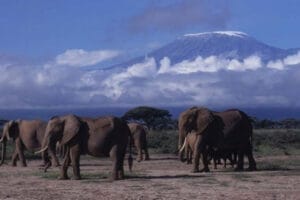 Herd of elephants walking in Amboseli National Park with Mount Kilimanjaro in the background