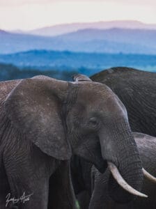 Close-up of African elephant with tusks against mountain backdrop