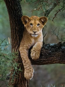 African elephant eating grass with calf in herd
