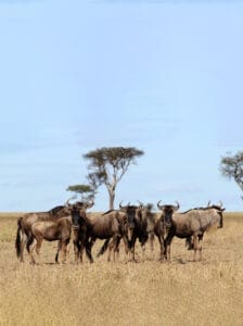 Herd of wildebeest standing in the African savannah during safari
