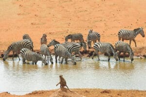 Herd of zebras drinking water at a watering hole in the African savannah with a baboon nearby