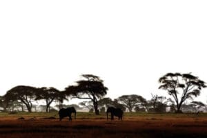 Elephants grazing under acacia trees in the African savannah at sunset