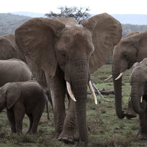 Family of elephants walking in natural environment, African safari wildlife photography