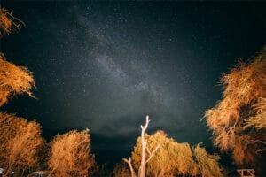 Starry night sky with Milky Way over trees in the African wilderness